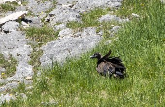 Bartgeier Dagmar nach dem ersten Ausflug | © Richard Straub