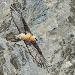 Bartgeier im Flug | © Hansruedi Weyrich