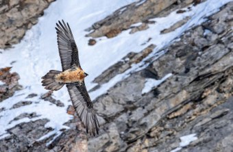 Bartgeier vor Felswand | © Hansruedi Weyrich
