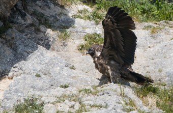 Bartgeier Nepomuk in der Nische setzt zum Flügelschlag an | © Richard Straub