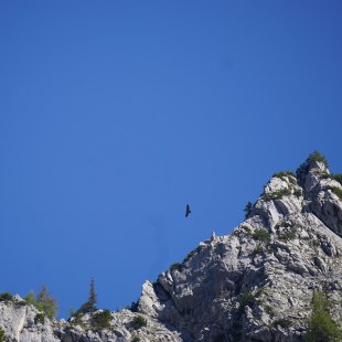 Bartgeier im Flug über Bergen, man sieht ihn nur sehr klein | © Veronika Heel