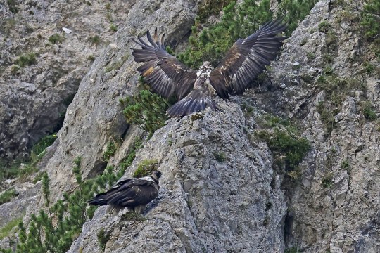 Bartgeier Dagmar und Recka | © Markus Leitner