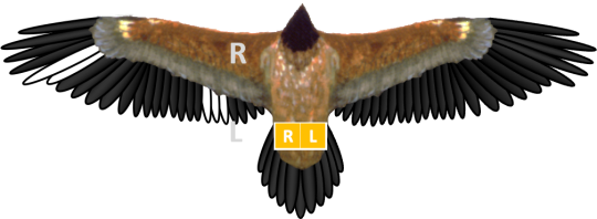Bleichmuster und Ringe von Bartgeier Wlly, der rechte Ring ist grün und der Linke gelb. Die gebleichten Federn sind in den äußeren linken Armschwingen gut erkennbar | © IBM