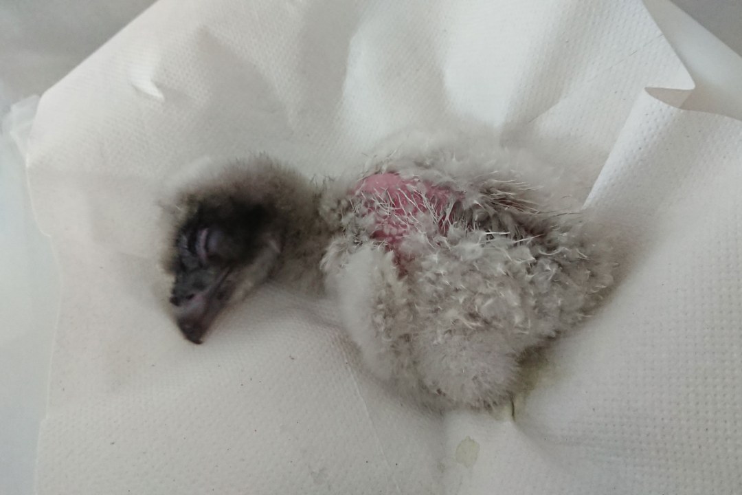 Frisch geschlüpfter Bartgeier liegt auf einem Tuch | © Toni Wegscheider