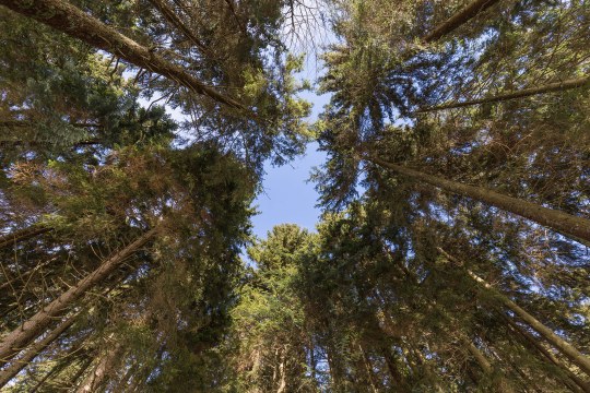 Man blickt vom Boden in den Himmel durch die Baumkronen der Nadelbäume hindurch | © Claudia Becher