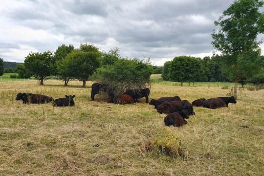 Rinder | © Franziska Wenger