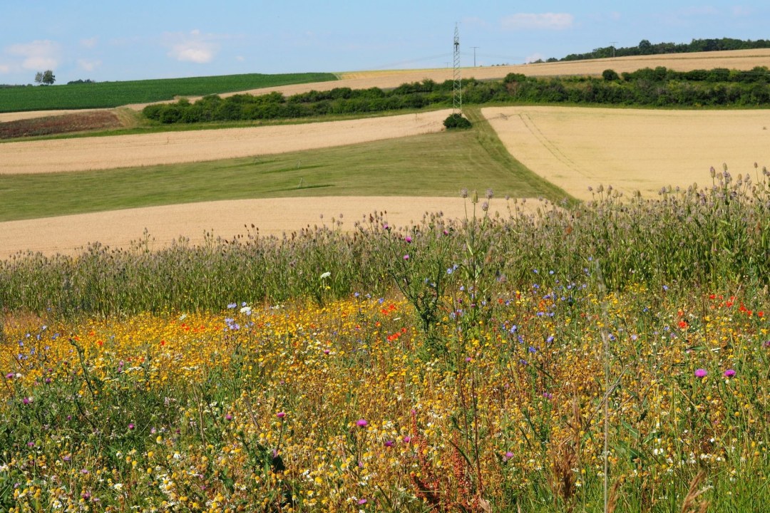 Blühfläche | © Franziska Wenger
