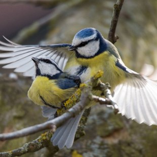 Blaumeisen-Paarung | © Brigitte Umkehr