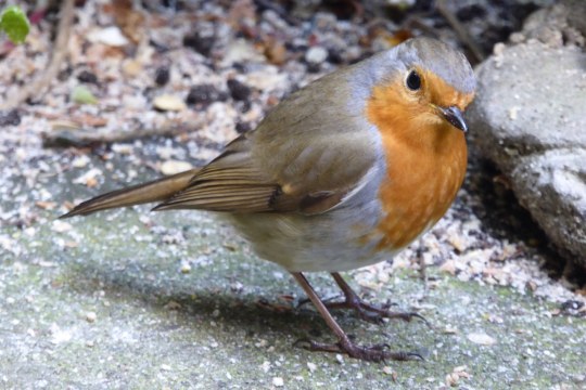 Rotkehlchen | © Corinne von Nordmann