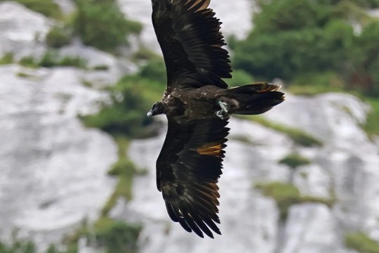 Dagmar im Flug |  © Markus Leitner