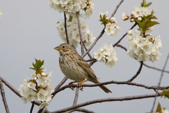 Grauammer sitzt auf einem Ast und ruft | ©  Zdenek Tunka