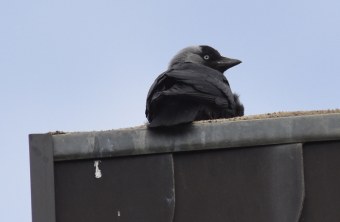Eine Dohle sitzt auf einem Kamin | © R. Thiemann