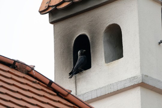 Dohle an ihrem Brutplatz in einem Kirchturm | © H.-J. Fünfstück