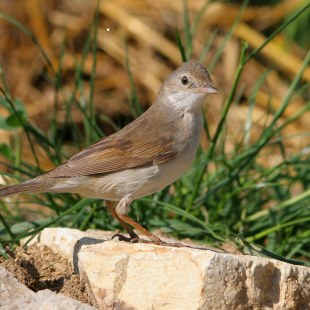 Dorngrasmücke-Weibchen steht auf einem Stein | © Zdenek Tunka
