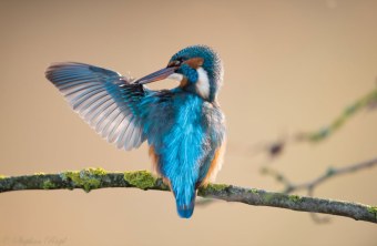 Eisvogel von hinten mit dem linken Flügel ausgebreitet | © Stephan Riepl