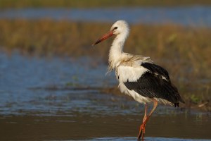 Weißstorch Elfie | © Markus Gläßel