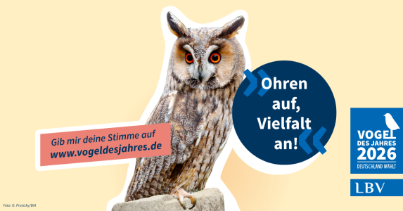 Die Waldohreule wird von LBV als Vogel des Jahres 2026 präsentiert, mit einem Aufruf zur Abstimmung auf der Website.