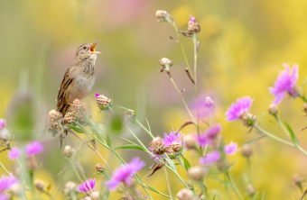 Feldschwirl singt auf lila Blumenfeld | © Gunther Zieger