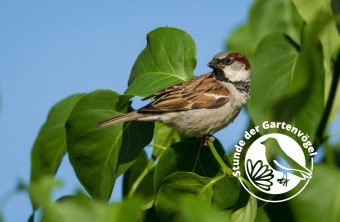 Feldsperling | © Claudia Becher