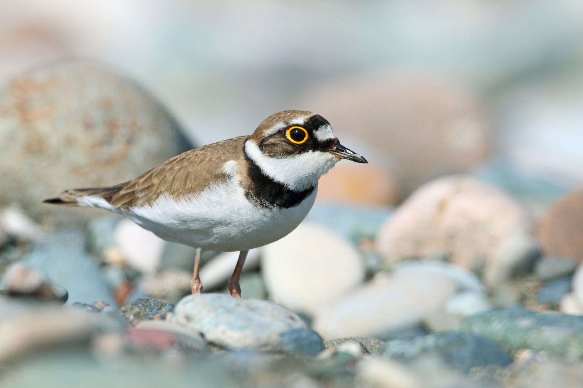 Flussregenpfeifer | © Frank Derer