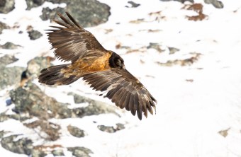 Bartgeier Recka im Nationalpark Berchtesgaden (November 2024) | © Christoph Dietmaier