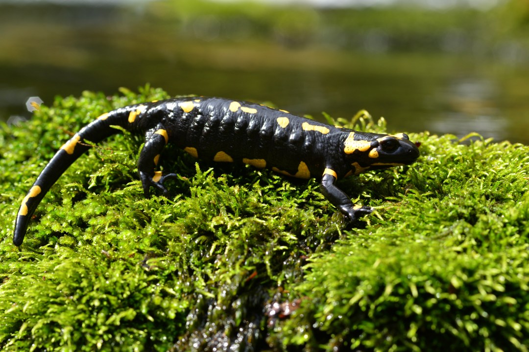 Feuersalamander - Dr. Olaf Broders