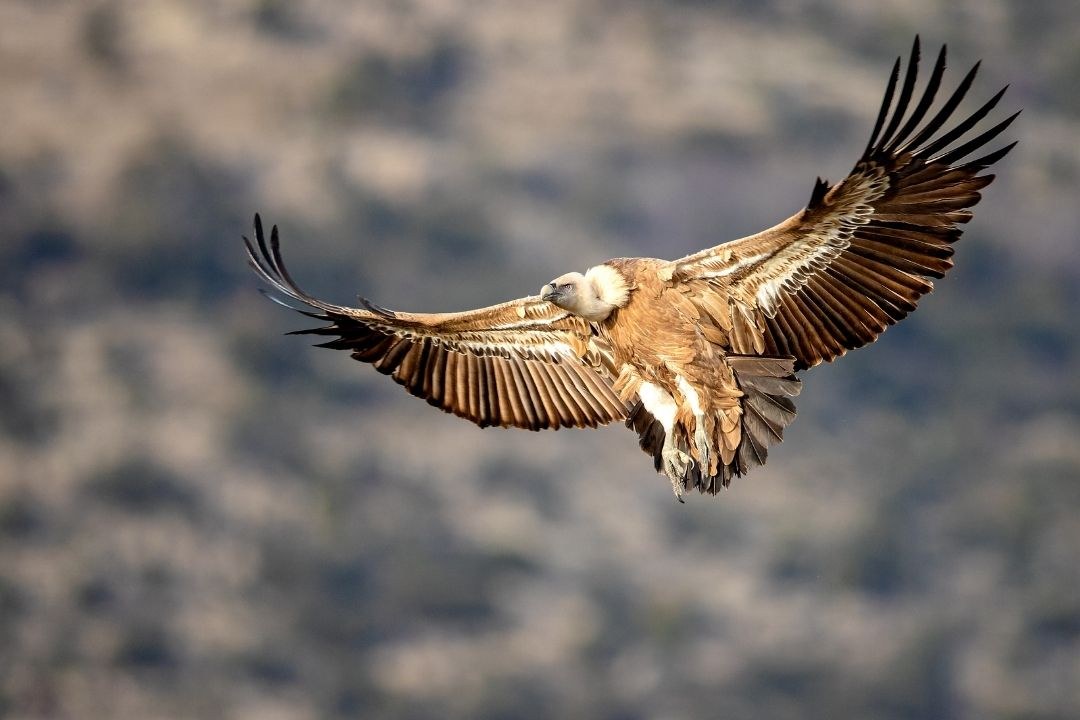 Gaensegeier | © Gunther Zieger