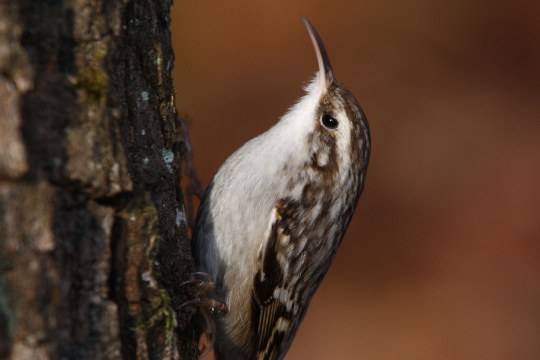 Gartenbaumläufer | © Frank Derer