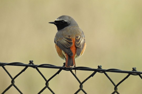 Gartenrotschwanz auf Zaun von hinten | © Laura Proetzel