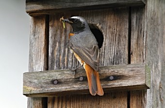 Gartenrotschwanz sitzt vor dem Einflugloch eines Nistkastens und hat Raupen im Schnabel | © Helmut Will