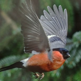 Gimpel-Männchen im Flug | © Reinhard Siegel
