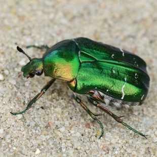 Goldglänzender Rosenkäfer | © Herbert Henderkes