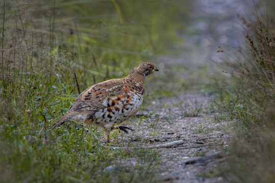 Haselhenne  | © Stefan Urlbauer