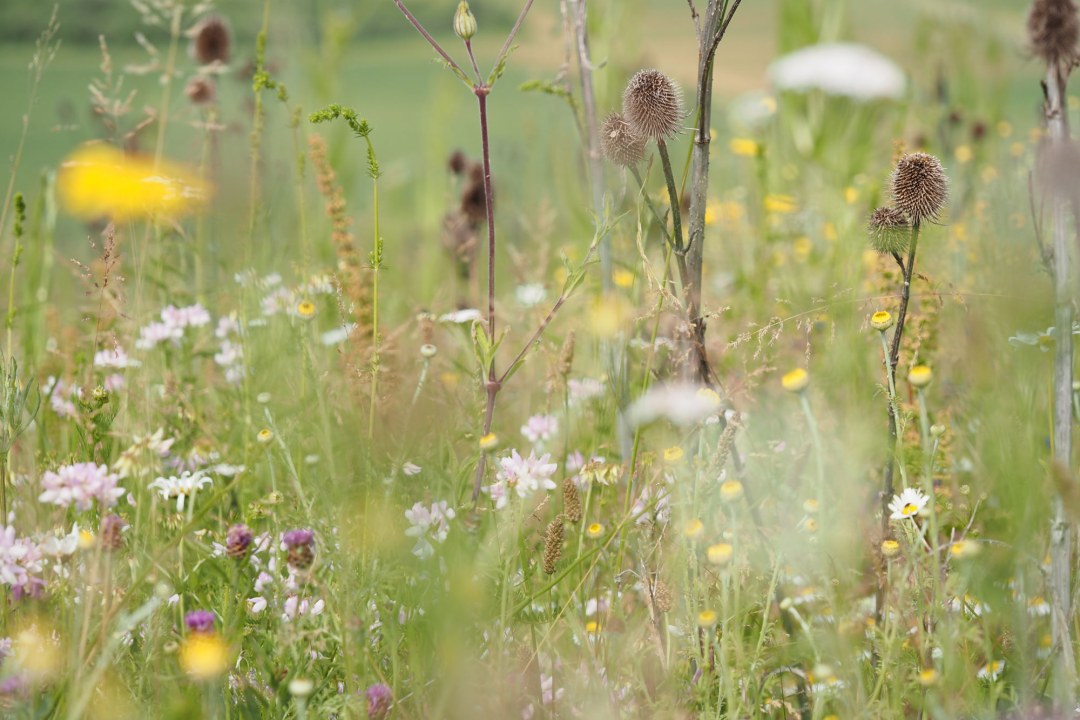 Eine bunte Wiese mit heimischen Wildpflanzen | © Tarja Richter