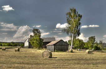 Heuballen liegen verteilt auf einem Feld, dahinter Birken und Gebäude eines Hofs | © Andreas Giessler