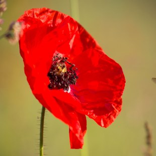 Klatschmohn - Mohnblume | © Ingo Rittscher