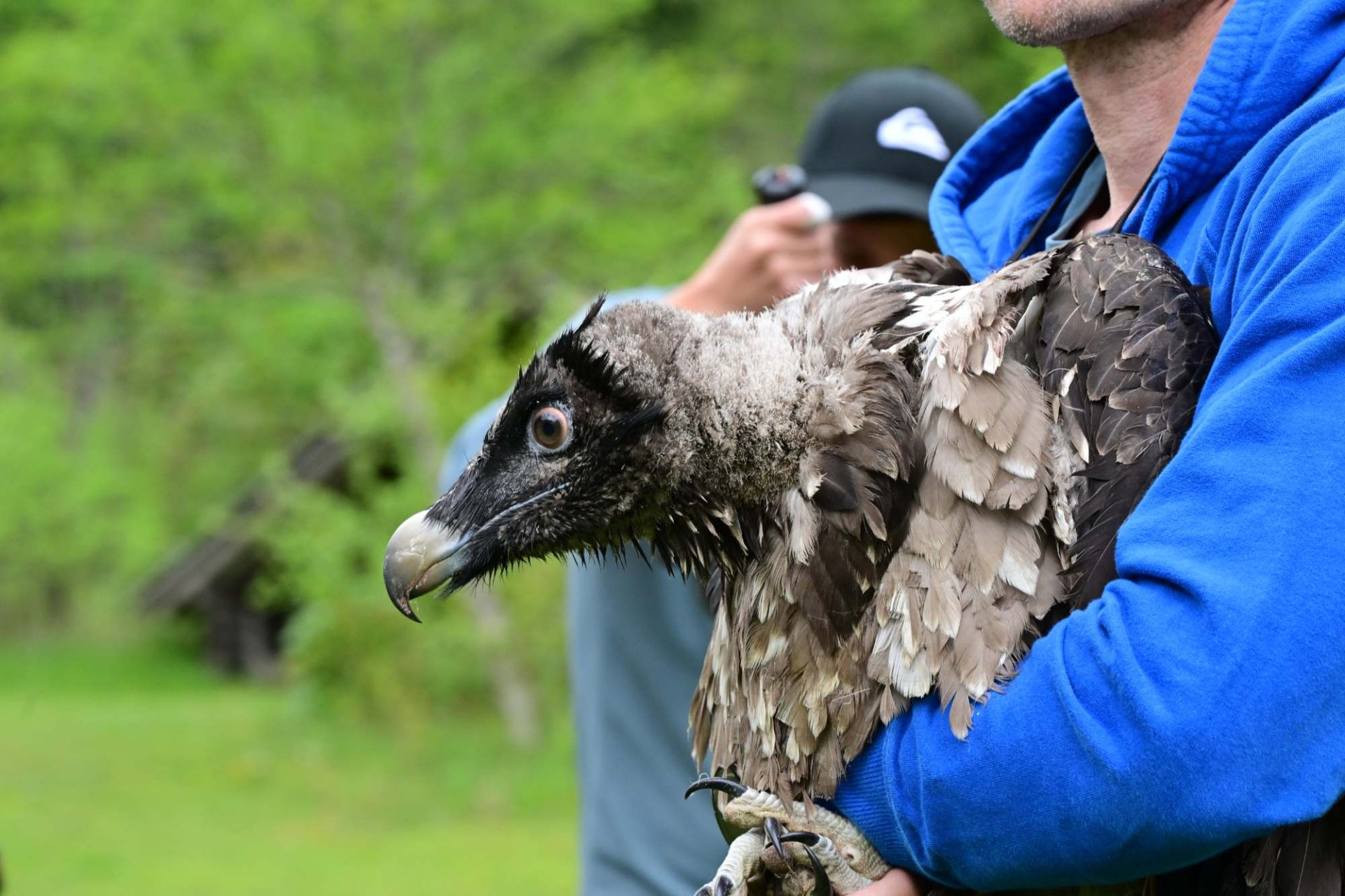 Luisa Bartgeier | © Hansruedi Weyrich