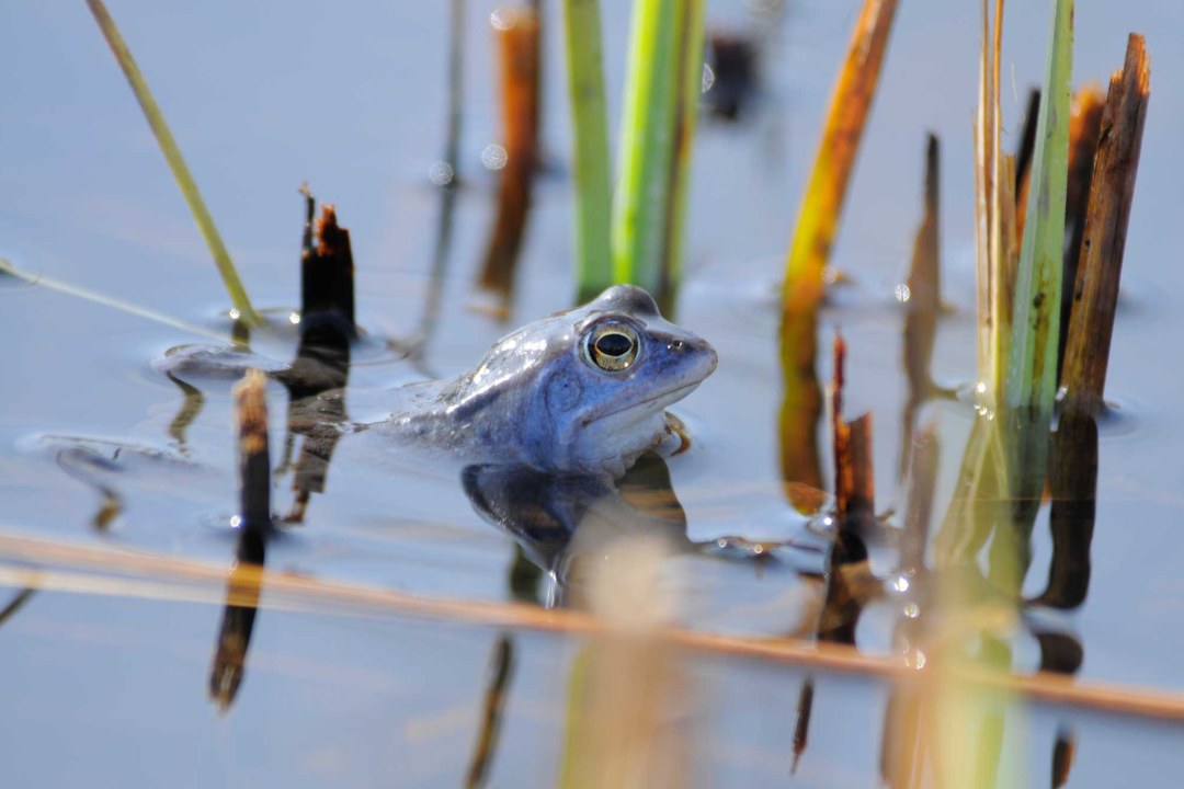 Moorfrosch im Wasser, er hat eine blaue Färbung | © Manfred Waldhier
