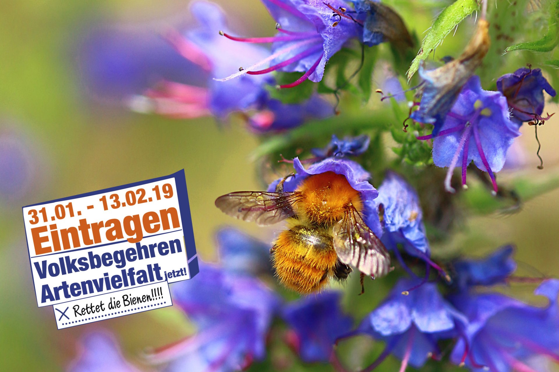 Mooshummel an einer Blüte mit dem Logo des Volksbegehrens drauf: 31.1. bis 13.02. eintragen. Volksbegehren Artenvielfalt jetzt | © Monika Graf
