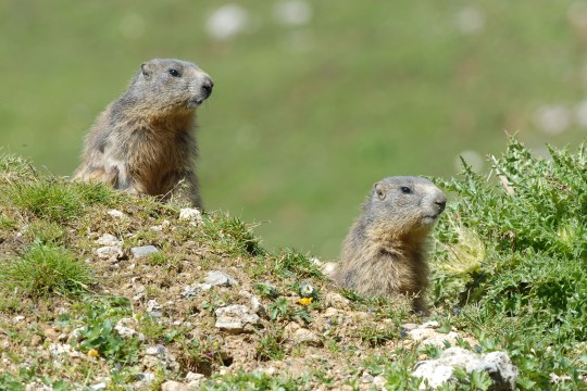 Junge Murmeltiere | © Eberhard Pfeuffer