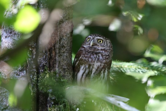 Sperlingskauz auf einem Ast im Wald | © Dr. Christoph Moning