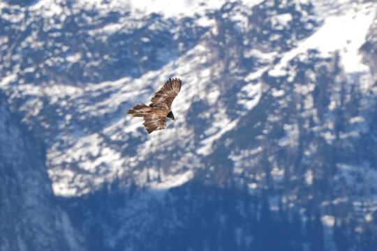 Nepomuk im Flug  |© Christian Steiger