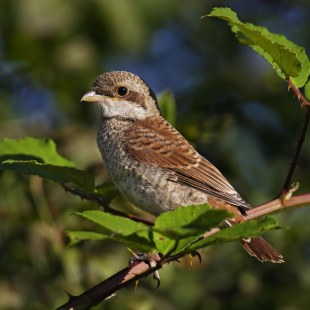 Neuntöter-Jungvogel auf einem Ast | © Marcus Bosch