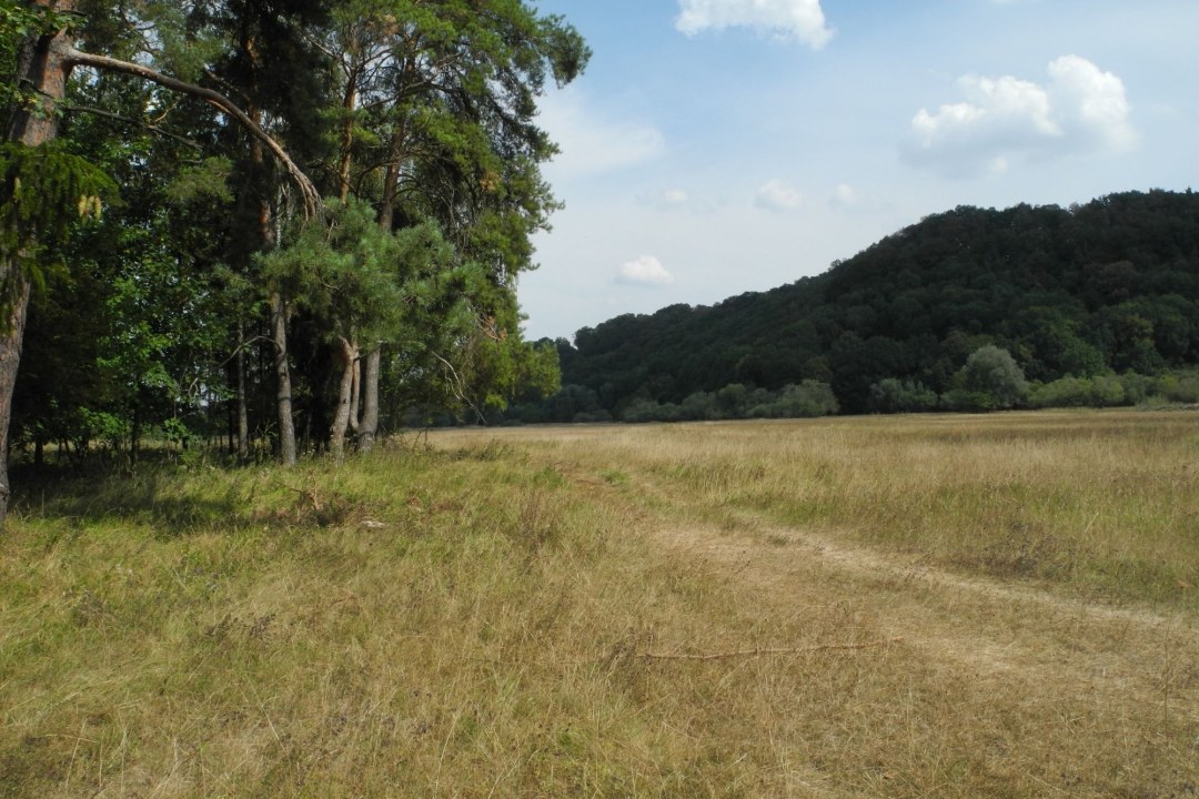 Ochsenau Heide-Kiefern-Wald | © Almut Kroehling