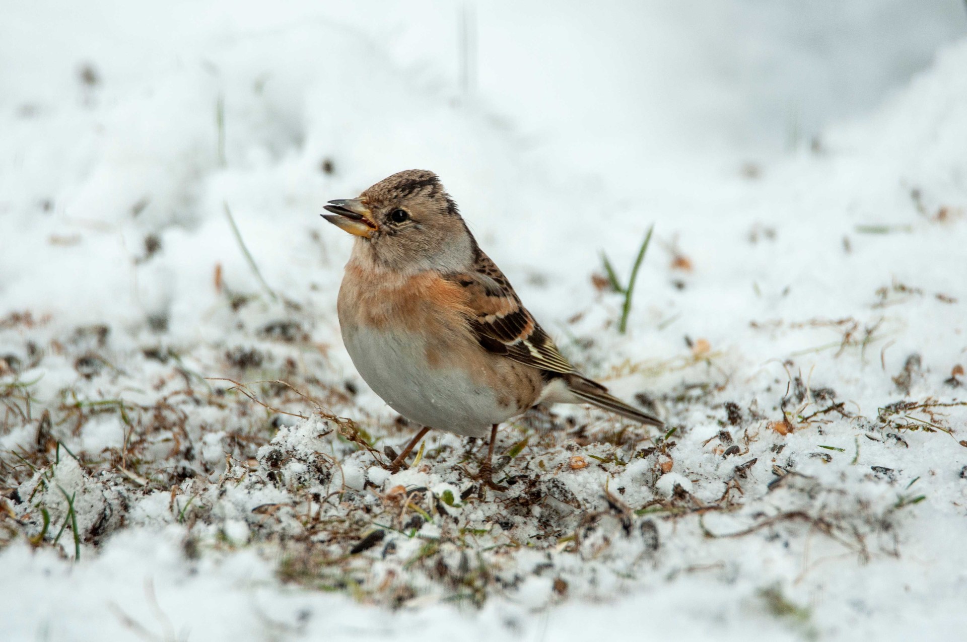 Bergfink im Garten| © Wolfgang WIntzer