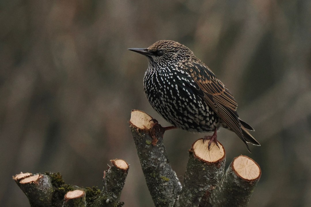 Star | ©Ernestine Bayr