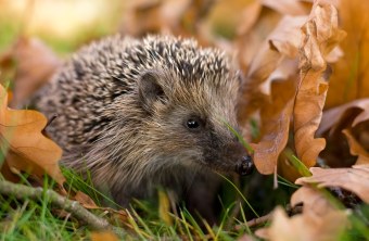 Igel im Laub | © Andreas Giessler