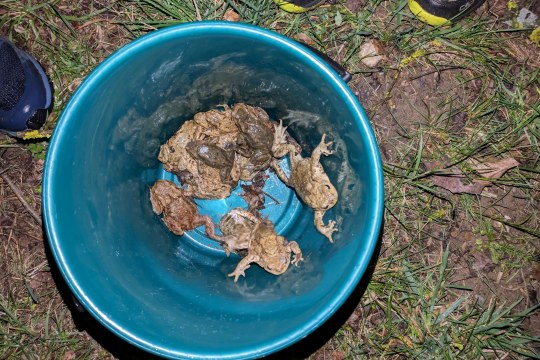 Erdkröten im Eimer | © Nicole Bottesch