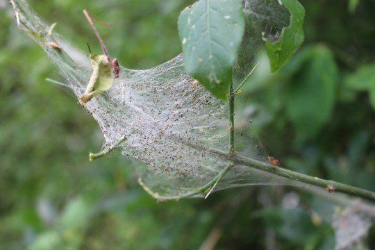 Gespinstmotten Larven | © Geidel Christiane