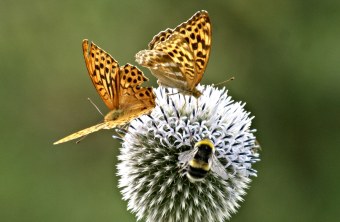 Zwei Perlmuttfalter und eine Hummel | © Sigrid Pfeifer